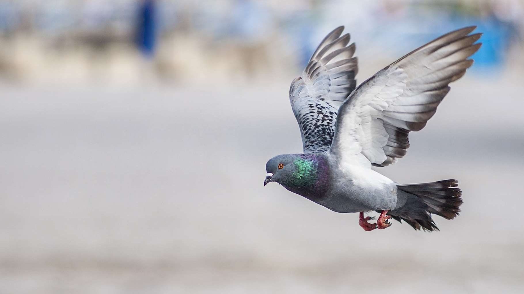 Quelle gestion des populations de pigeons sur le territoire ?